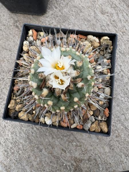 Turbinicarpus swobodae